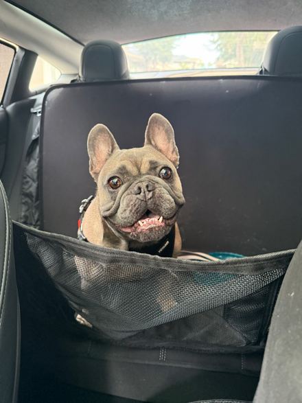 Bear sitting in his mesh car booster seat with his ears up.