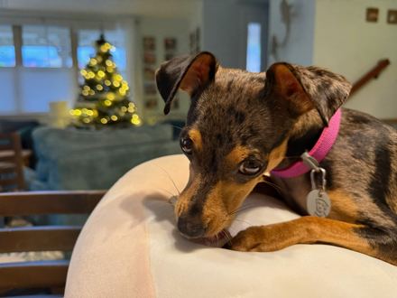 Darla resting her chin on a cushion, with a Christmas tree glowing behind.