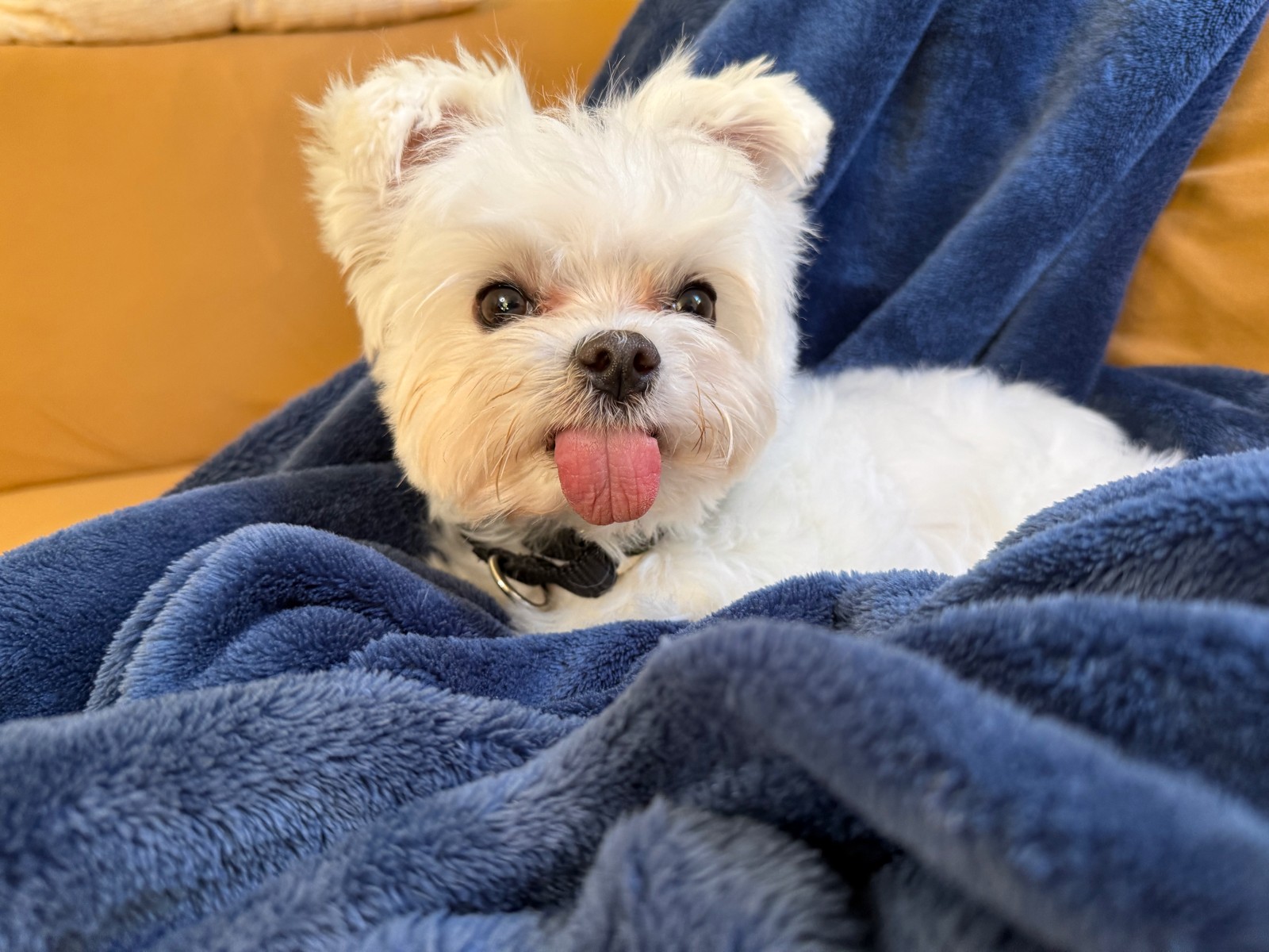 Thor nestled in a royal-blue blanket on a mustard couch, tongue out.