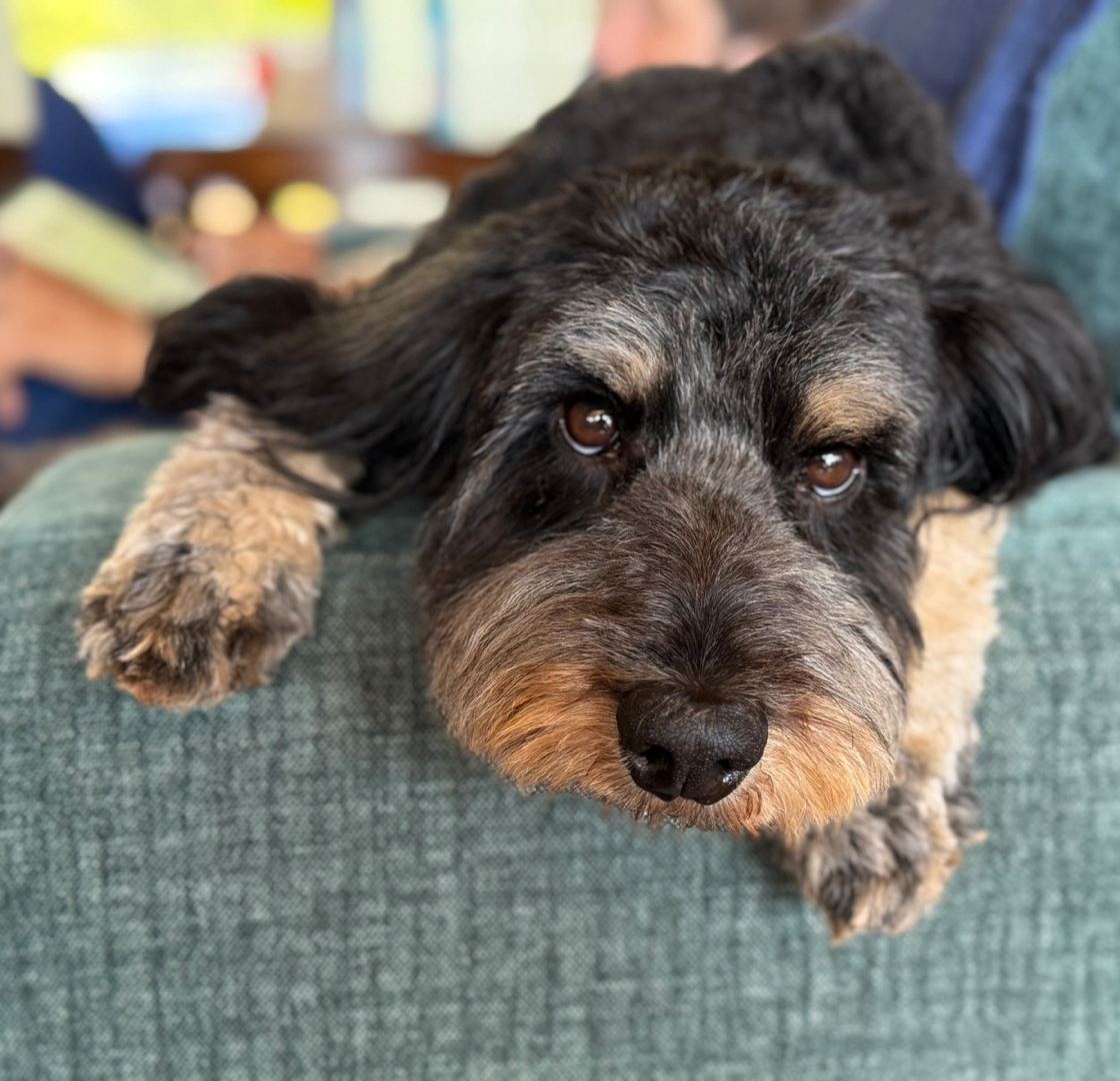 Maverick resting his chin on the arm of the couch at home, with Kevin blurred behind him.