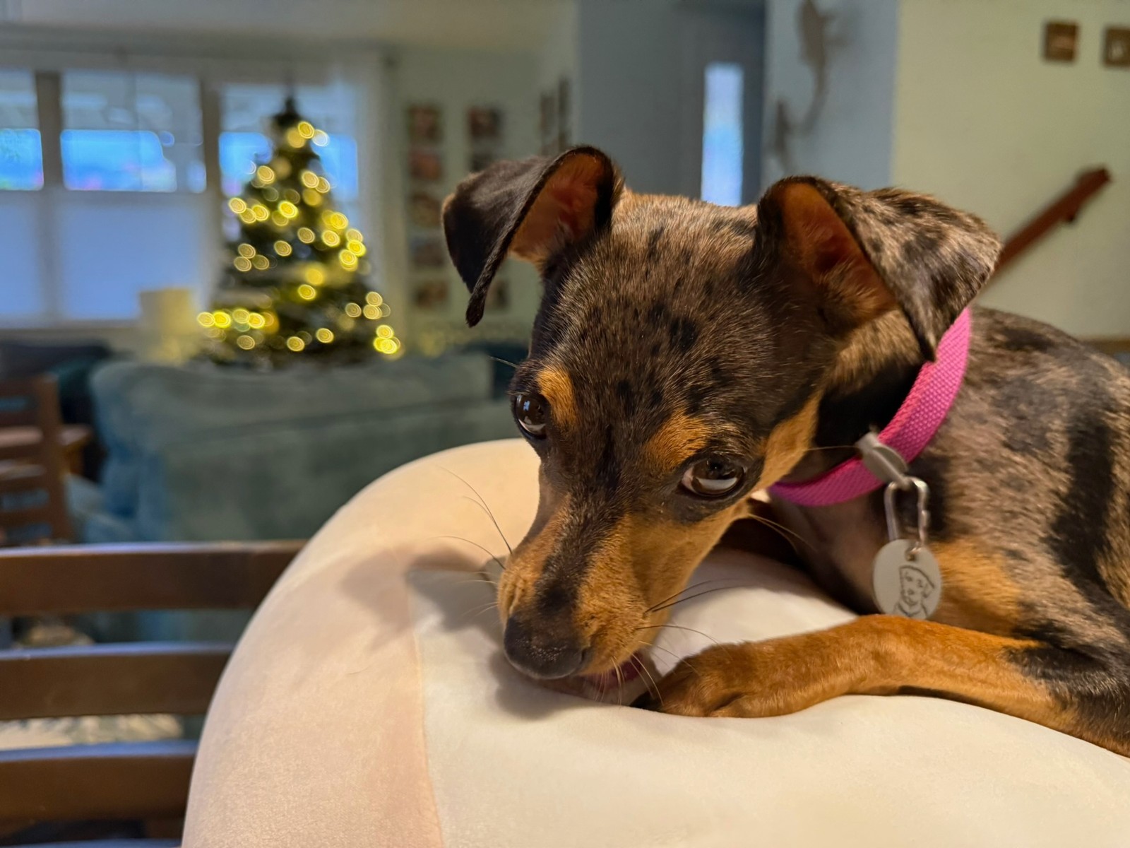 Darla resting her chin on a cushion, with a Christmas tree glowing behind.