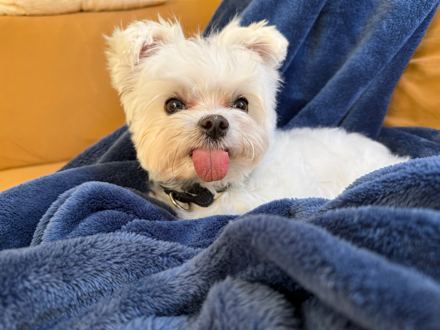 Thor nestled in a royal-blue blanket on a mustard couch, tongue out.