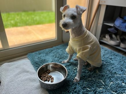 William in a yellow striped shirt, sitting on a blue rug beside his bowl.